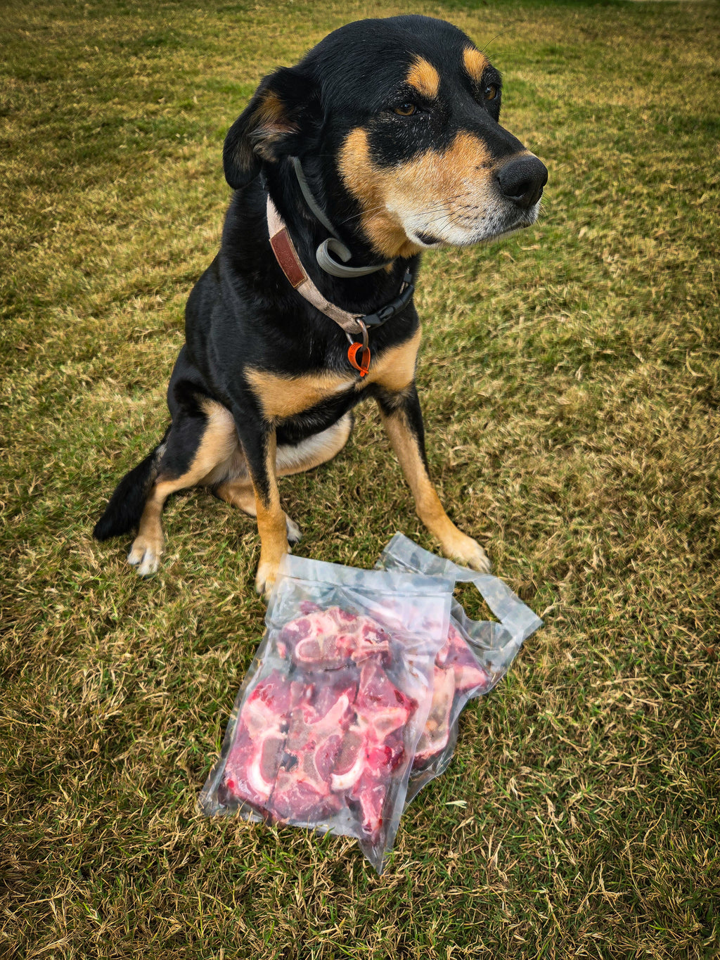 Dog Bones
