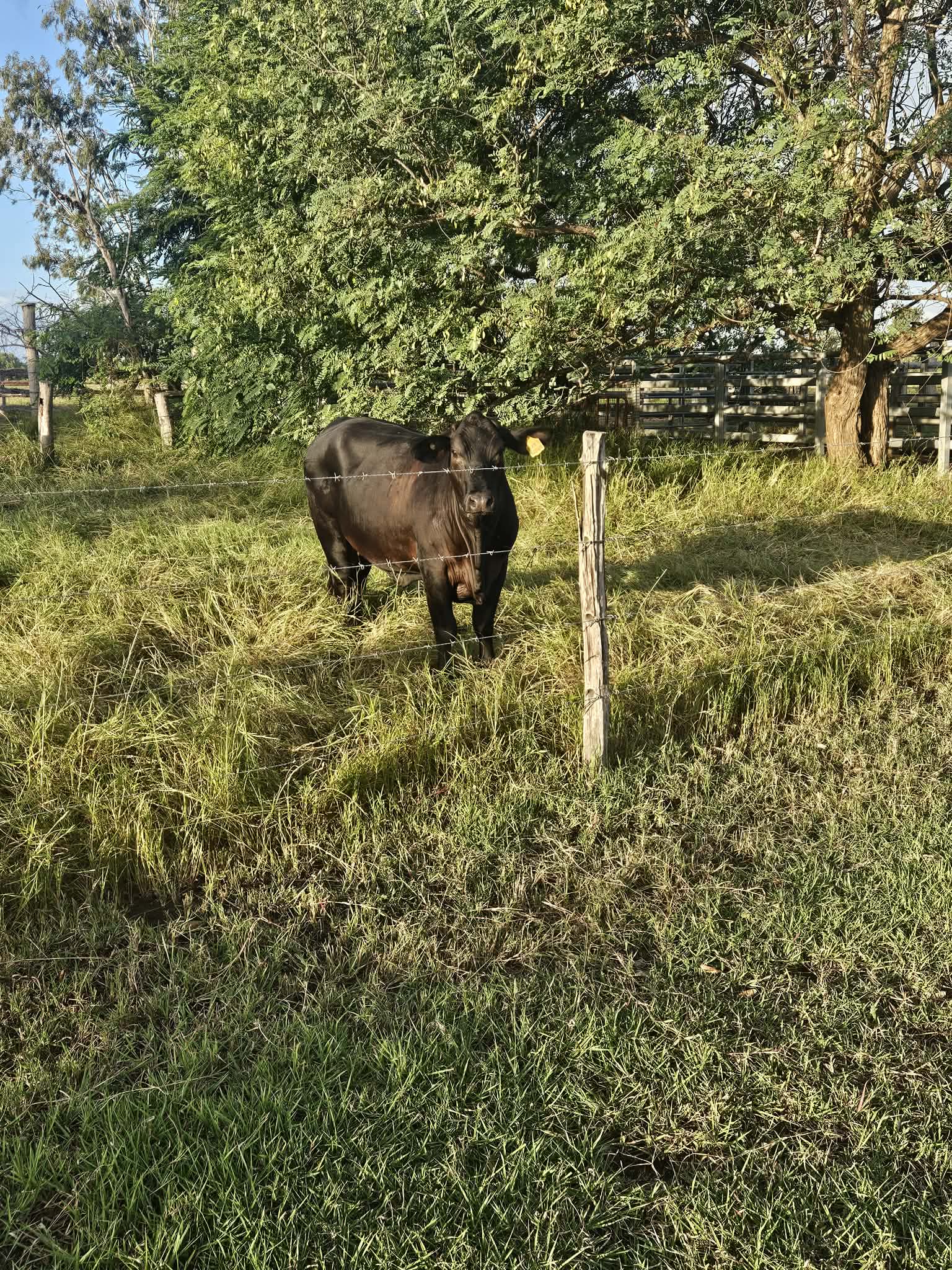 THE GRAND FEAST  – Full Cow